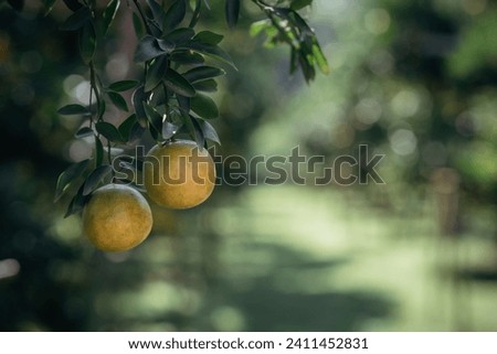 Close up scene of the oranges growing on tree orchard
