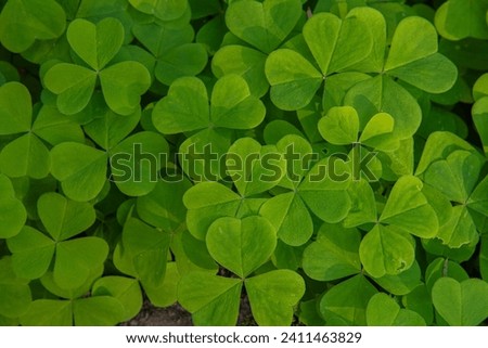 Clover leaf pattern, a lush green background, nature's canvas showcasing organic beauty and vibrant greenery