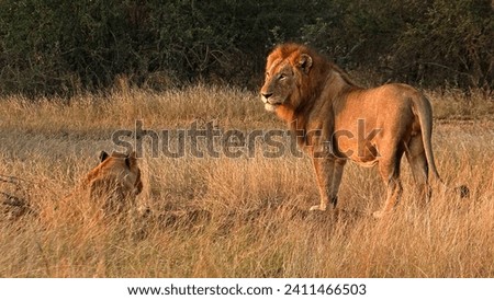 two lions in a natural, grassy setting. One is a fully grown lion with a majestic mane, standing and gazing into the distance. The other, seemingly younger and without a mane, is sitting on the grass