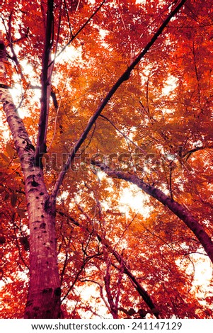 Autumn. Fall scene of trees and Leaves with foggy forest in Sunlight vintage color tone 