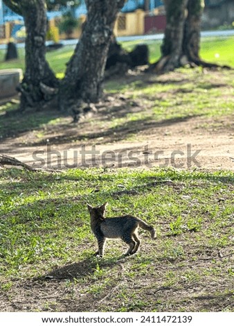 Gray cat on a green grass. Beautiful cat playing in a garden on sunny summer day. Space for text at Pantai Cempaka, Kuantan Pahang, Malaysia.