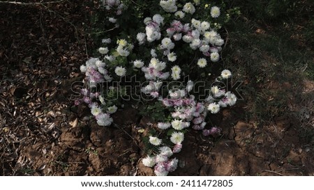 Arctic Daisy Chrysanthemum Daisy White Pictures, Images, 
