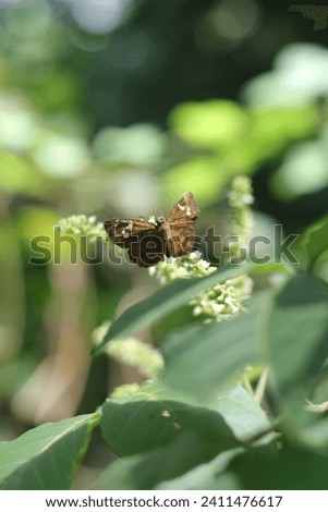Photo of a butterfly perched on a beautiful flower in the urban forest