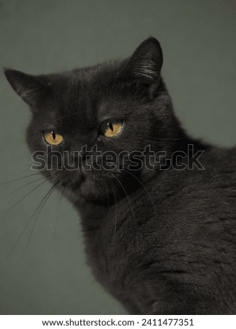 black cat close-up on a dark background, muzzle with mustache