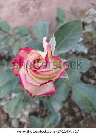 Free images stock of double shade flowers. Double vivid off white flower against green leaves. Double shade flowers are most attractive and beautiful flowers. 