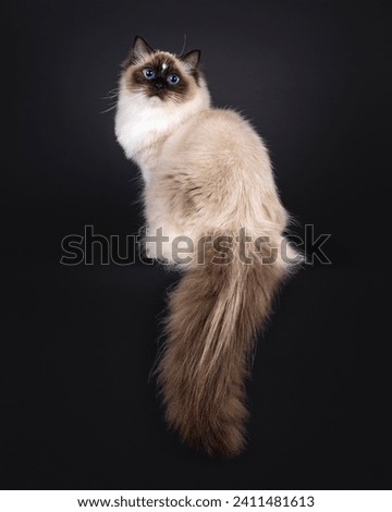 Beautiful young adult seal Ragdoll cat, sitting up backwards on edge Looking over shoulder to camera with mesmerizing blue eyes. Isolated on a black background.