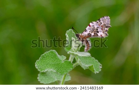 scalloped butterfly on plant, Zerynthia cerisyi