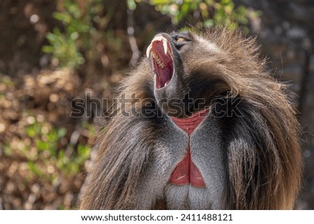 Fearsome Teeth of the Gelada Baboon
