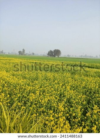 Beautiful vertical shot of yellowish mustard flowers in the fields with the blue sky in winter season in Punjab.