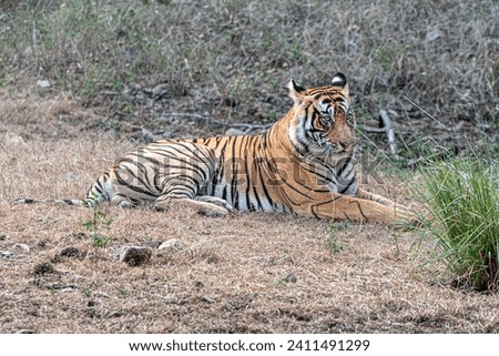 Male tiger relaxing on the dry grass of the forest of Ranthambore.