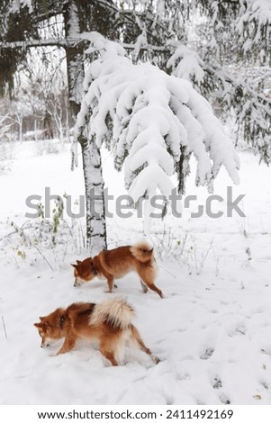 Two Shiba Inu dogs are walking in a snowy park. Beautiful fluffy red Shiba Inu dogs