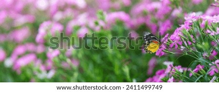 Beautiful yellow and black butterfly on pink flower and green nature blurred background in garden with copy space using as background insect, natural landscape, ecology, fresh cover page concept.
