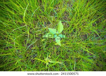 nature picture green leaf in the grass