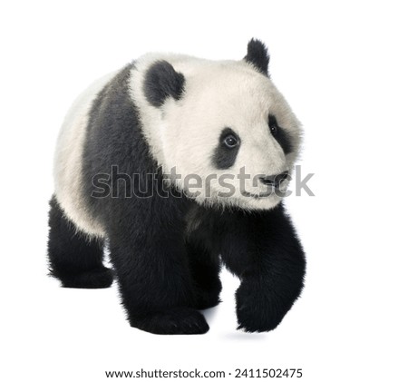 single giant panda on a white background