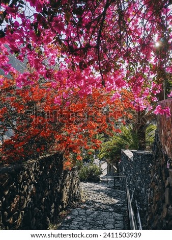 A cobblestone hiking path with pink and red blooming trees and green palms in the sunlight in Masca village, Tenerife, Canary islands, Spain.    Royalty-Free Stock Photo #2411503939