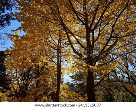 beautiful autumn leaves against sky