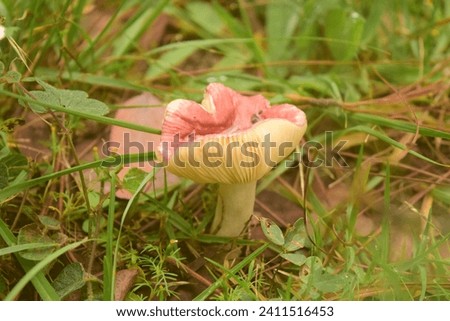 Hongo rosado. Hongo rojo. Hongo comestible. Suelo. Fungi. Plantas. Plants. Mushroom. Fungus Royalty-Free Stock Photo #2411516453