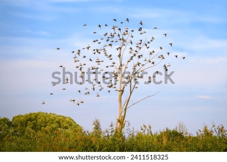 tight sphere-like formation of birds flock (common starling) looking like a tree crown Royalty-Free Stock Photo #2411518325
