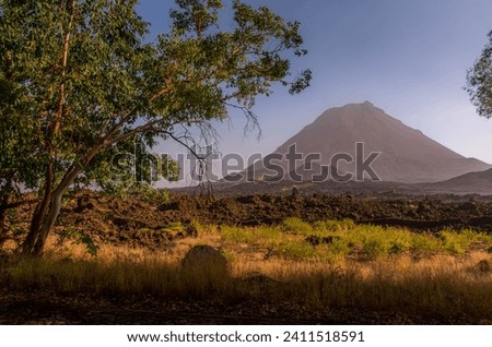The Pico do Fogo volcano, the lava field, and the tree at Fogo island, Cape Verde.