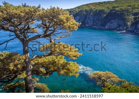 The tree over the turquoise water of Sea of Japan at Telyakovsky Bay, the beautiful coastline area at Gamov peninsula, Khasan district of Primorsky krai (Russia).