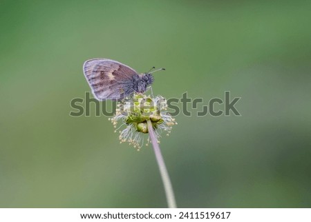 Lesser Jumping Nymph butterfly (Coenonympha pamphilus) on the plant Royalty-Free Stock Photo #2411519617