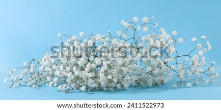 Small white Gypsophila flowers on blue background.
Fluffy and cloud-like Gypsophila, commonly known as 'Baby's breath'. Royalty-Free Stock Photo #2411522973