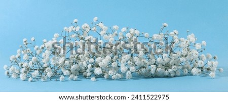 Small white Gypsophila flowers on blue background.
Fluffy and cloud-like Gypsophila, commonly known as 'Baby's breath'.