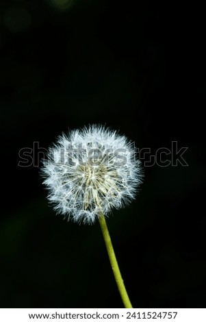 Close up of dandelion in summer