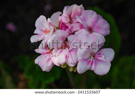 Pink geranium flowers on dark background. High quality photo Royalty-Free Stock Photo #2411533607