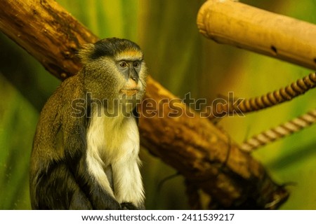 Portrait of Campbell's mona monkey or Campbell's guenon monkey, Cercopithecus campbelli, detail face . Primate from Ivory Coast, Gambia, Ghana. Royalty-Free Stock Photo #2411539217
