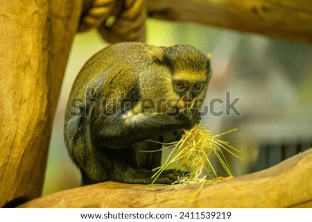 Portrait of Campbell's mona monkey or Campbell's guenon monkey, Cercopithecus campbelli, detail face . Primate from Ivory Coast, Gambia, Ghana. Royalty-Free Stock Photo #2411539219
