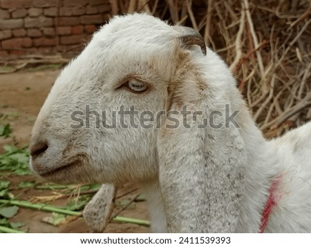 macro. Beetal goats. Animal in Farm. With selective focus on the subject. Pictures of pakistan domestic goat goats closeup. goats grazing in Farm. lecher. Capra hircus. Capra aegagrus hircus. Mammalia