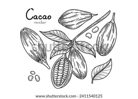 Cocoa tropical fruit template set. Hand drawn sketch vector Cocoa beans, leaves icons text isolated on white background. Vector Illustration for cafe, shop, menu. 