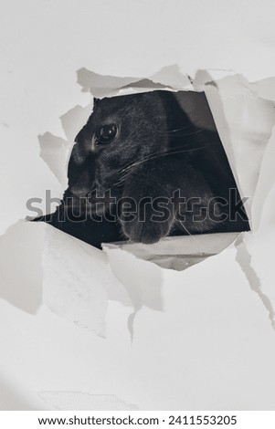 Black cat playing and tearing a white paper background.