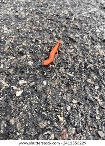 Orange salamander on the pavement