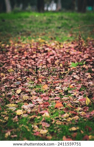 Fallen red leaves in autumn