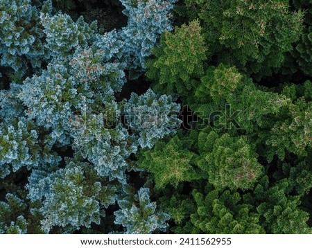 Firs seen from above, two colors meet