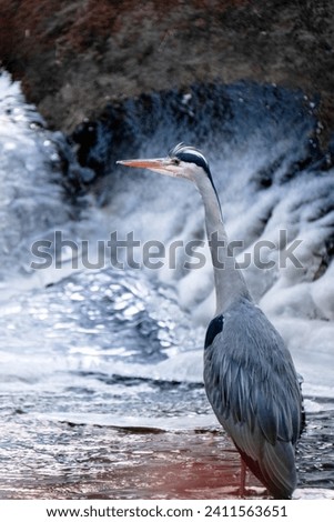 A heron waits for prey at a park in Norway.