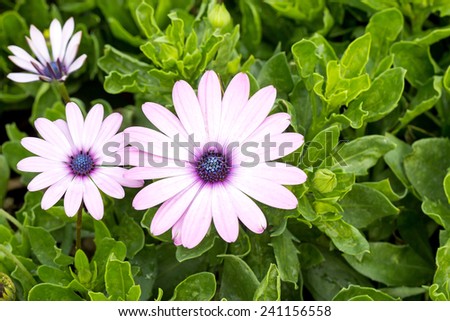 Close up view of the beautiful Osteospermum violet daisy flowers. 