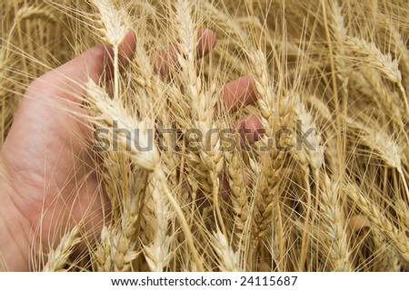 a hand takes the ears of wheat
