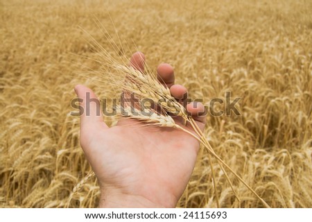 ears of wheat in a hand above the field