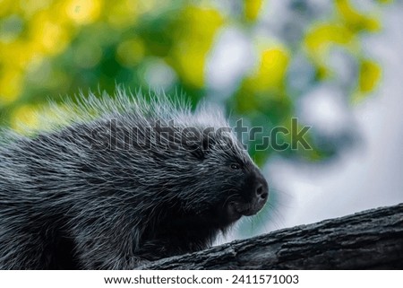 Erethizontidae, north american porcupine, climbing over trees and branches. Lives in North America, United States USA and Canada.