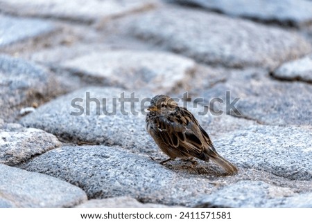 In Dublin, Ireland, a female House Sparrow graces urban scenes with subtle elegance. Thriving in city gardens, she embodies the lively spirit of Dublin's avian residents.
