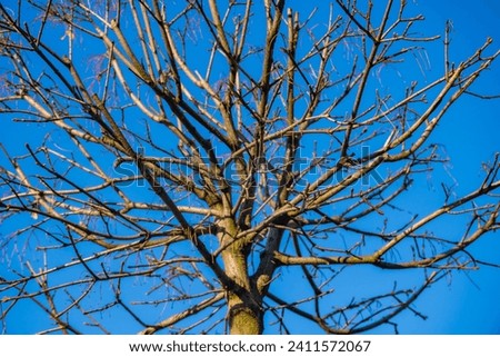Isolated trees against a blue sky background. Nature forest photo idea concept