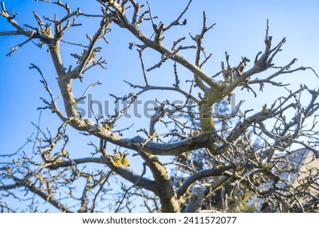 Isolated trees against a blue sky background. Nature forest photo idea concept