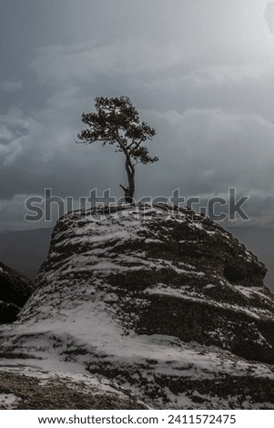 Beautiful snow landscape at Castroviejo, Duruelo de la Sierra, Soria, Spain. Nature. Tree picture.