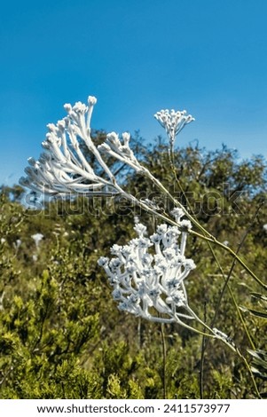 Pure white flowers of the summer smokebush or tassel smokebush (Conospermum crassinervium), endemic in the Wheatbelt of Western Australia
 Royalty-Free Stock Photo #2411573977