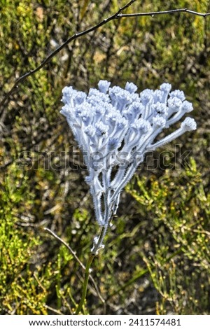 Pure white flowers of the summer smokebush or tassel smokebush (Conospermum crassinervium), endemic in the Wheatbelt of Western Australia
 Royalty-Free Stock Photo #2411574481