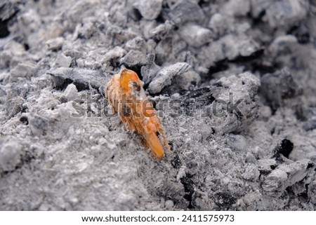 Shrimp frying on grill , Close up of a barbecue with charcoal embers 