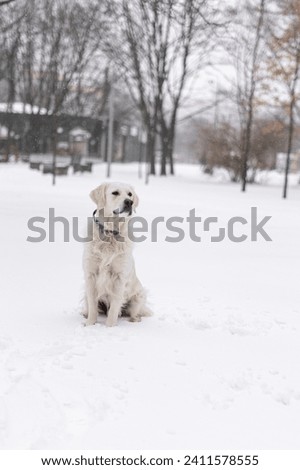 Golden retriever plays in a snowy park with a ball. The dog brings the ball. Trained dog. The puppy enjoys the snow. Labrador catches snow. A dog peeks out from behind a tree. Dog outside in winter.